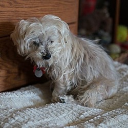 Thumbnail photo of Sammy #cheery-lap-dog #2