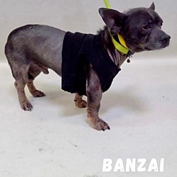 Thumbnail photo of Banzai #3
