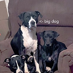 Thumbnail photo of Big Dog #4