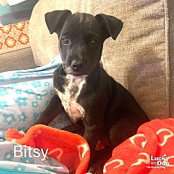 Thumbnail photo of Bitsy #3