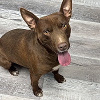 adopt a pet