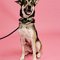 adopt a pet
