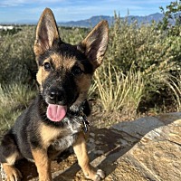 adopt a pet