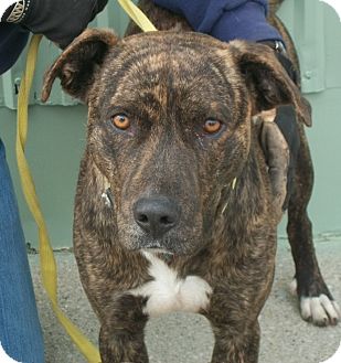boxer dutch shepherd mix