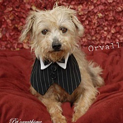 Thumbnail photo of Orvall #1