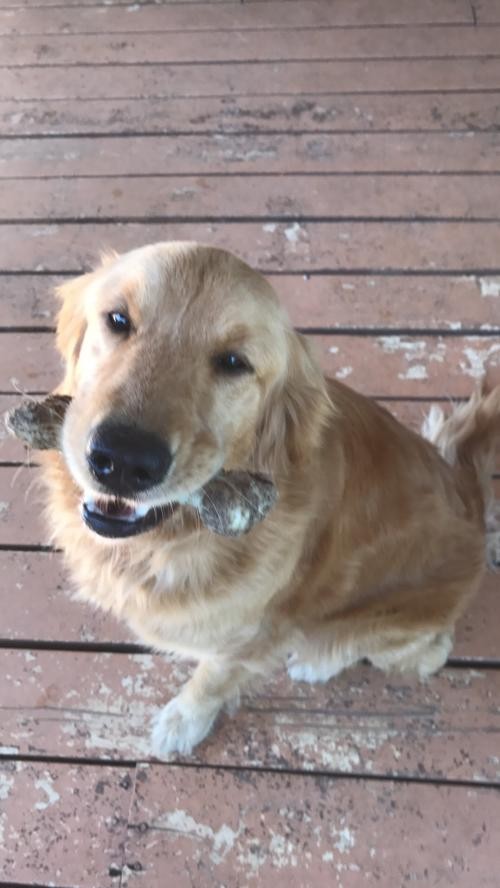 Dothan Al Golden Retriever Meet Sunny A Pet For Adoption