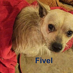 Photo of Fivel