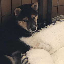 Shiba Inu Puppies For Sale In Dallas Texas Adoptapetcom