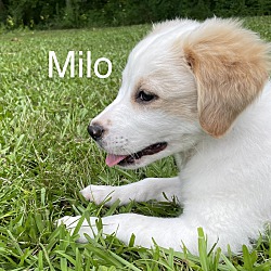 Thumbnail photo of Milo A Rescue #2