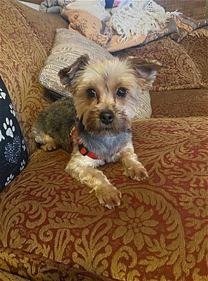 St. Louis Park, MN - Yorkie, Yorkshire Terrier. Meet Ethel a Pet for ...