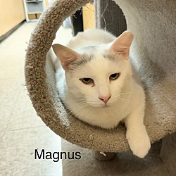 Thumbnail photo of Magnus #2