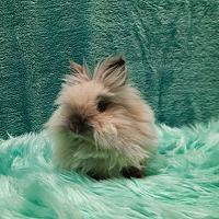 adopt-pet