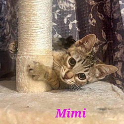 Thumbnail photo of Mimi #2