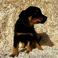 Thumbnail photo of Ms.Susan #3