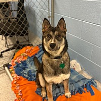 adopt a pet