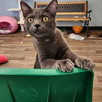 adopt a pet
