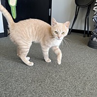 adopt a pet