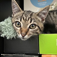 adopt a pet