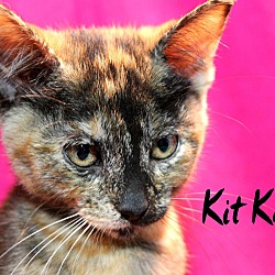 Thumbnail photo of Kit Kat #3