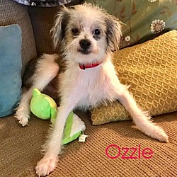 Thumbnail photo of Ozzie #1