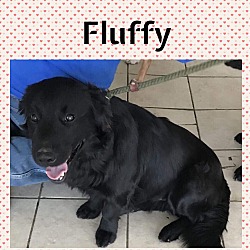 Thumbnail photo of FLUFFY #1