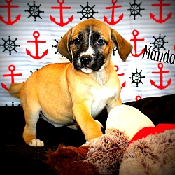 Thumbnail photo of Manda ~ adopted! #1