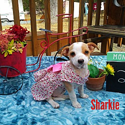 Photo of Sharkie