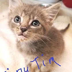 Thumbnail photo of Tiny Tim #1