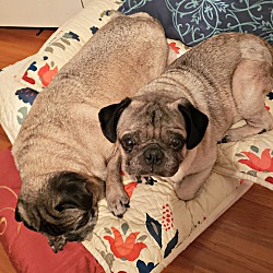 pug puppies for sale dfw