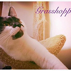 Thumbnail photo of Grasshopper - Adopted 12.05.15 #4