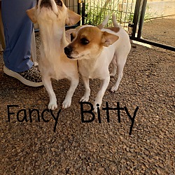 Photo of Bitty