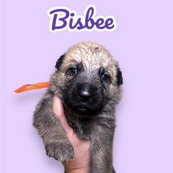 Photo of Bisbee