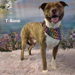 Photo of T-bone