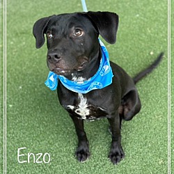 Thumbnail photo of ENZO #4