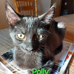 Thumbnail photo of Polly #1