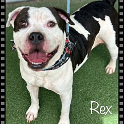 Thumbnail photo of REX #2