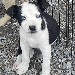 Thumbnail photo of Border Collie/Shep Pups Girls #1