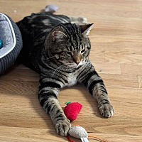adopt a pet