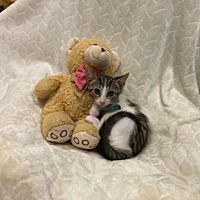 adopt a pet