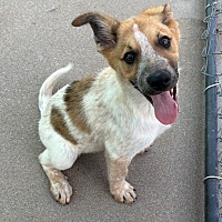 adopt a pet