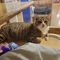 adopt a pet