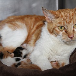 Thumbnail photo of Lorna Doone & Kittens #2