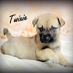 Thumbnail photo of Twixie~adopted! #1