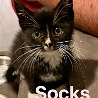 Photo of Socks-Pound Kitten 4