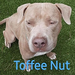 Photo of Toffee Nut