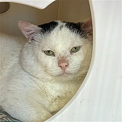 Photo of Blanco [Permanent Foster]