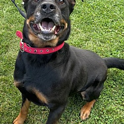 Photo of Samson