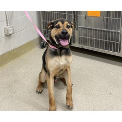 Photo of DOMINO
