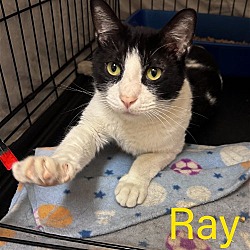 Thumbnail photo of Ray, Willow Grove PA (FCID 04/02/2024-116) #2