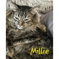 Thumbnail photo of Millie2 (Bonded with Mila) #1